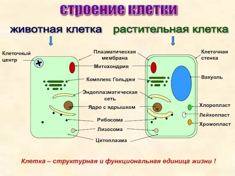 Установите соответствие растительная клетка животная клетка