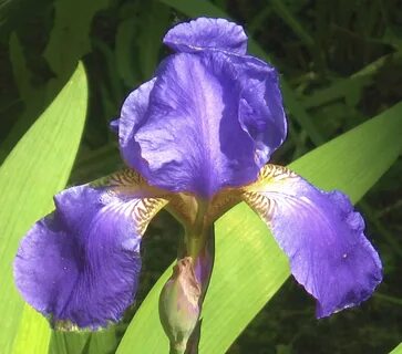 Iris home