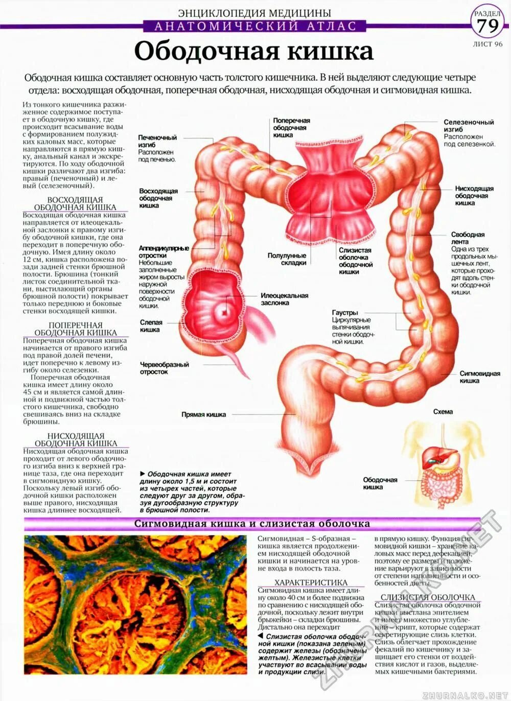 Вздутия ободочной кишки. Строение толстого отдела кишечника. Структура поперечно ободочной кишки. Образование восходящей ободочной кишки. Образование восходящей ободочной кишки.