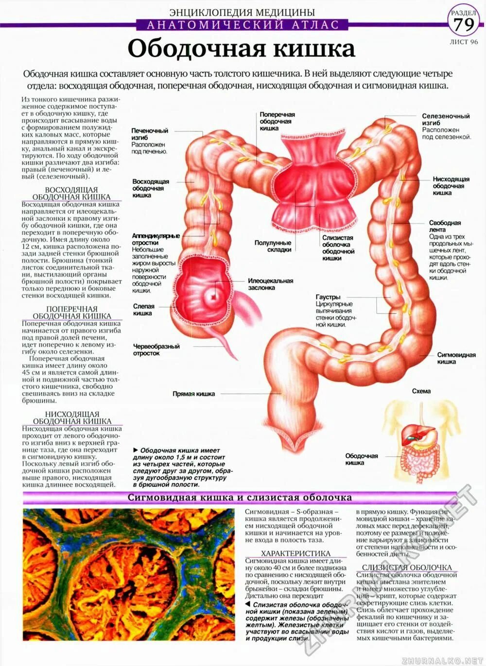 Сигмовидный отдел толстой. Анатомический атлас ободочная толстая кишка. Анатомия Толстого кишечника человека атлас. Поперечно-ободочная поперечно-ободочная кишка. Ободочная кишка анатомия человека.