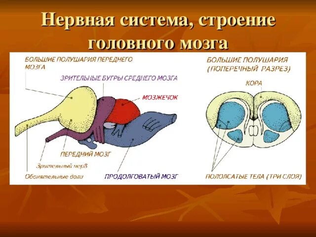 Почки ящерицы. Выделительная система черепахи. Выделительная система пресмыкающихся. Нервная система система пресмыкающихся. Нервная система рептилий.