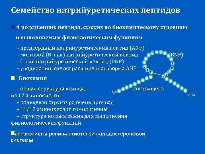 Натрийуретический пептид анализ. Норма исследования натрийуретический пептид. предсердный натрийуретический пептид норма. мозговой натрийуретический пептид. натрийуретический гормон функции.