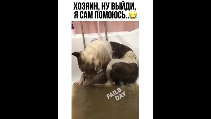 Мем артем давай купим собачку Туристическая Компания Жемчужина