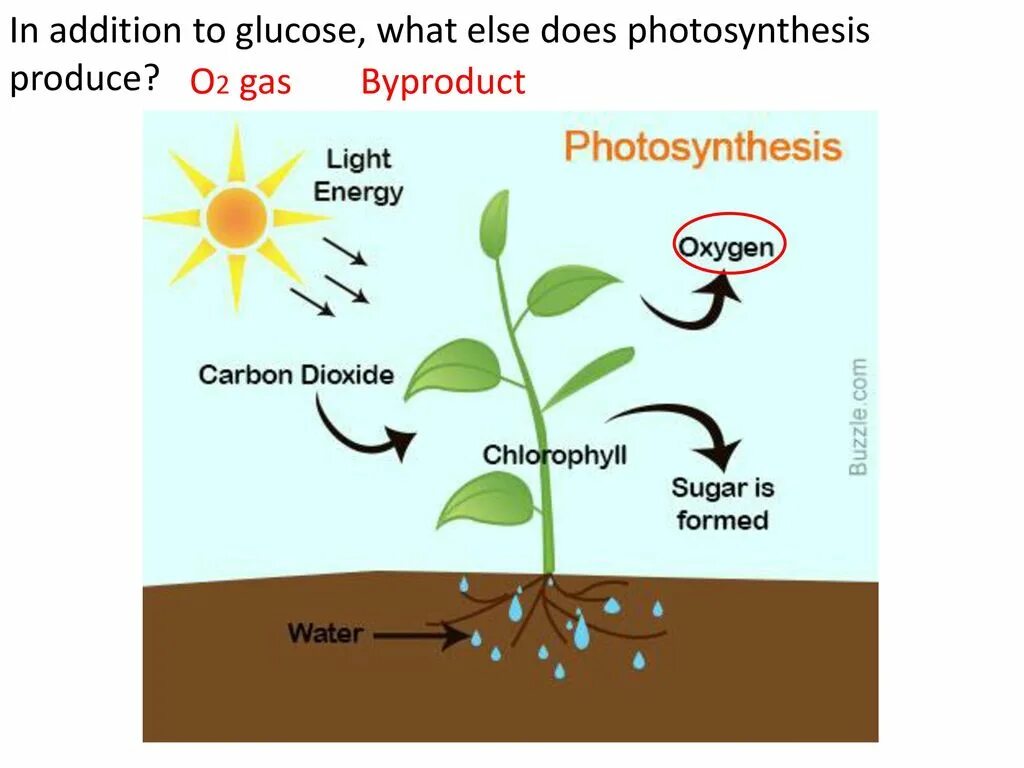 Co2 h2o фотосинтез. Фотосинтез. Photosynthesis process. Фотосинтез на английском. Explain the process of Photosynthesis.