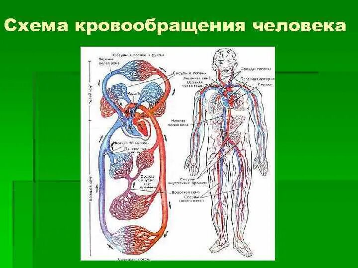 Циркуляция крови в организме человека схема. Схема кровообращения человека. Система кровообращения физиология. Схема человеческого кровотока.