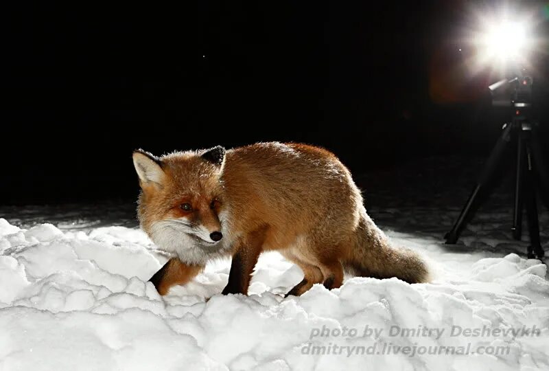 Дикая лиса ночью в лесу. Лиса охотится ночью. Лиса охотится ночью. Лисица в городе. Лиса охотится ночью.