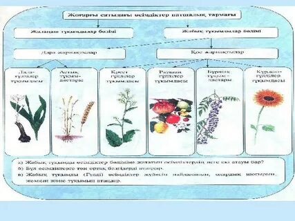 Кемпірдің транзакцияланған фотосы