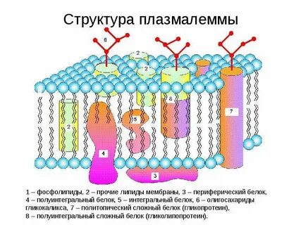 Мембранные липиды структура