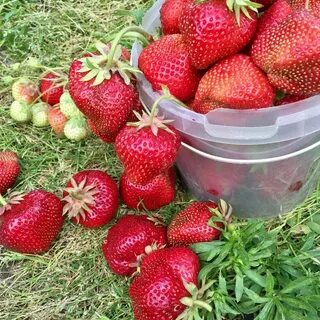 Гигантелла урожайность