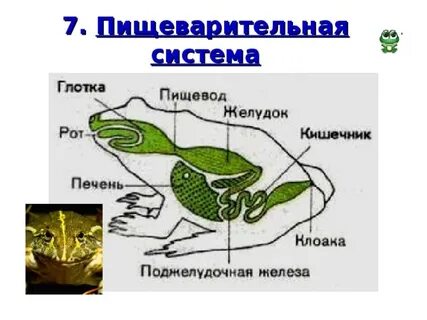 Лягушки биология 8 класс