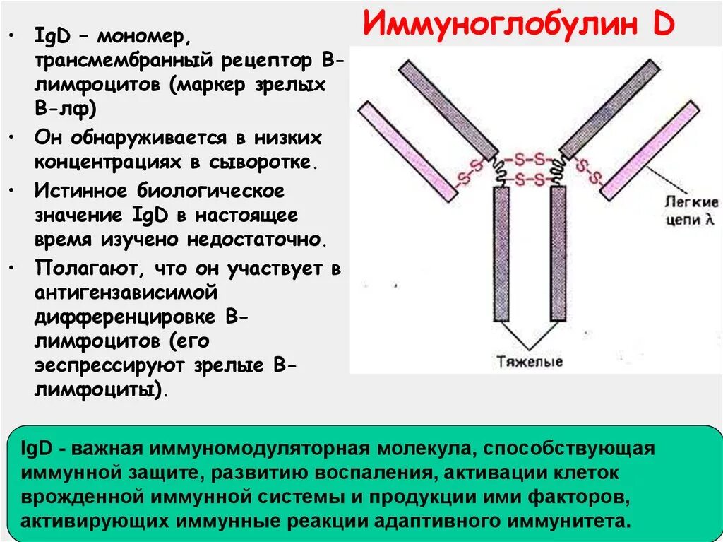 Иммуноглобулин какой должен быть. Структура иммуноглобулина d. Иммуноглобулин функции ig. Иммуноглобулин д структура. Иммуноглобулин д функции.