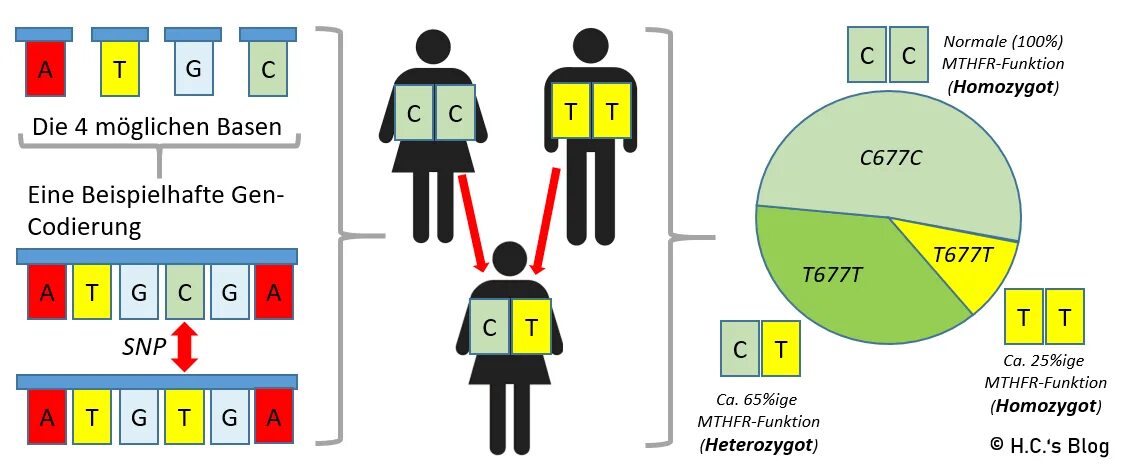 T c минимальную. Мутация MTHFR. Полиморфизм Гена MTHFR 677 C>T. Мутация MTHFR 1298. Мутация 677 MTHFR.