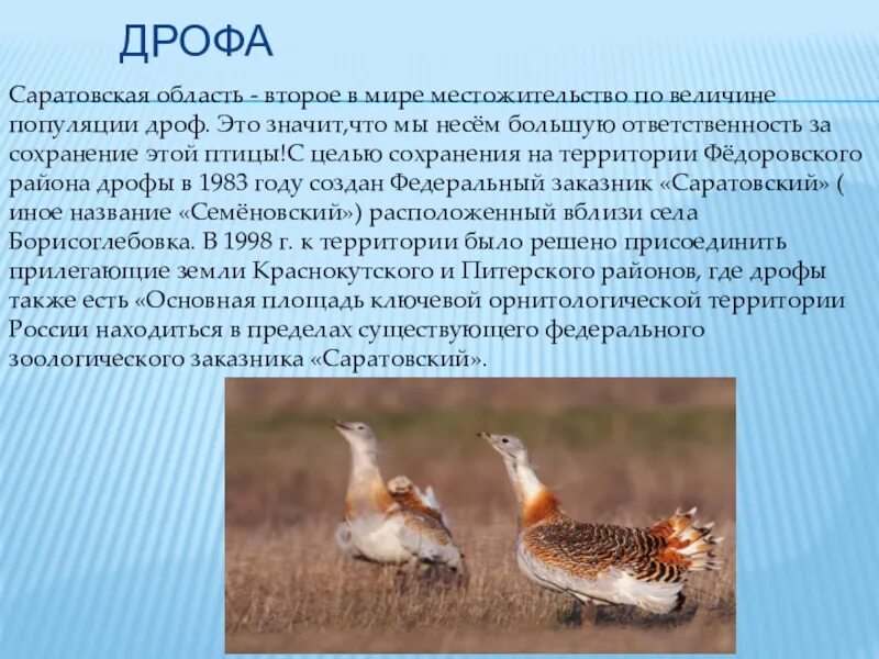Сообщение о дрофе