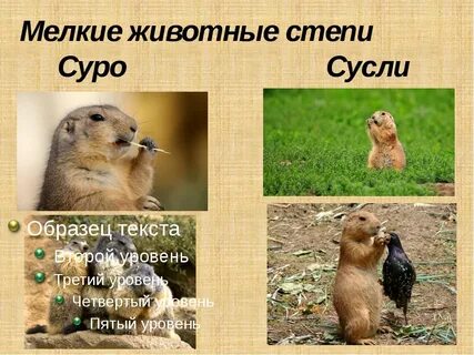 Сурок в какой природной зоне