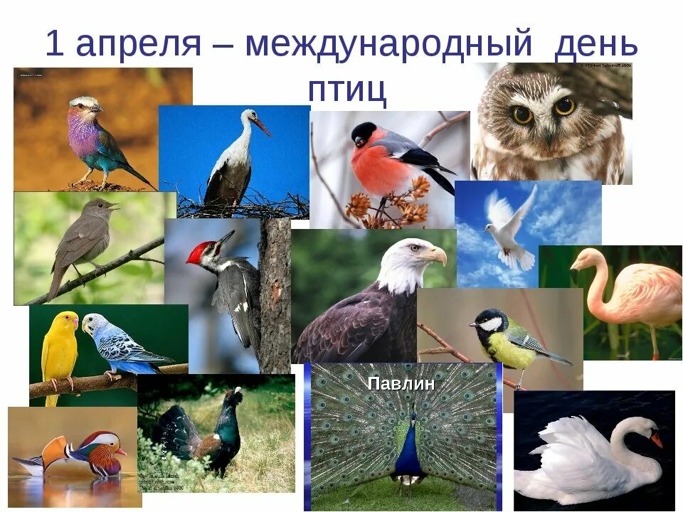 1 апреля всемирный день птиц. День птиц. Всемирный день птиц. 1 Апреля день птиц. День птиц фото.