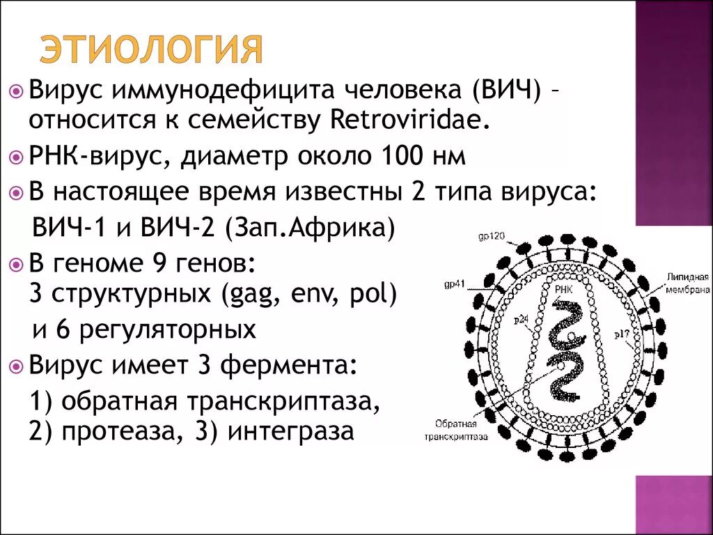 ВИЧ РНК вирус. Вирус иммунодефицита человека относят к семейству. Вирус иммунодефицита человека РНК. Вирус ВИЧ относится.