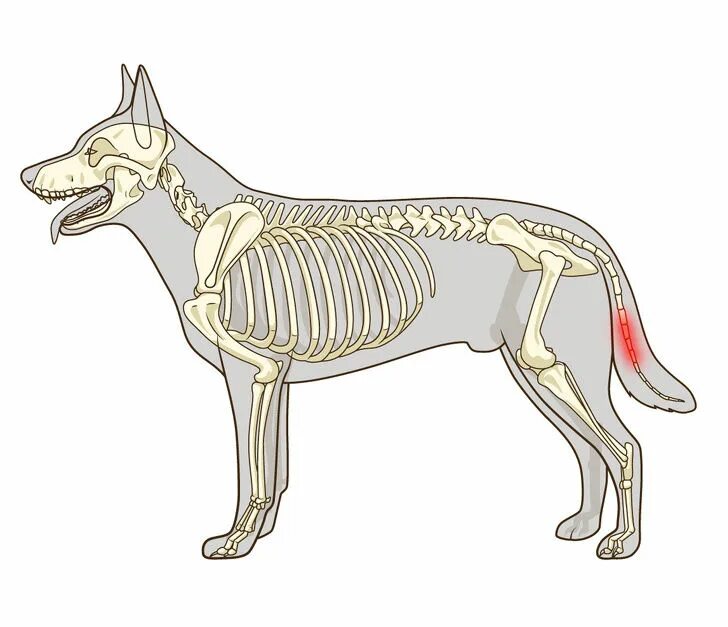 Скелет собаки немецкой овчарки. Строение скелета туловища собаки. Скелет собаки анатомия костей. Скелет ВЕО собаки анатомия. Костный мозг собаке