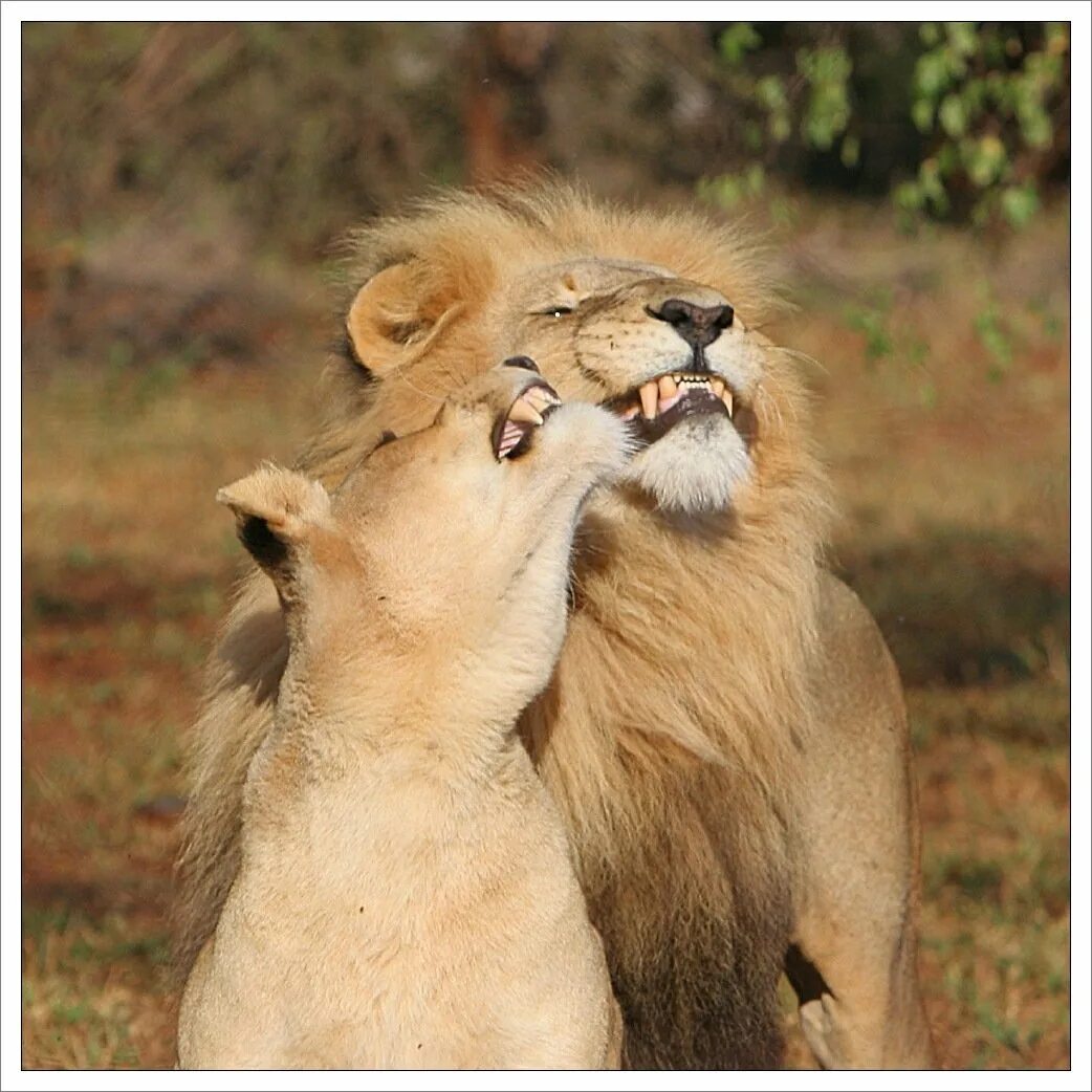 Самое любимое приколы. Лев и львица. Прикольные картинки про любовь. Лев и львица любовь. Смешные картинки про любовь.