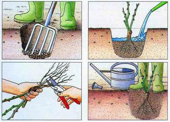 Посадка роз весной в открытый грунт. Посадка штамбовой розы весной. Посадка плетистой розы весной в открытый. Посадка штамбовой розы осенью. Высадка роз в открытый грунт весной
