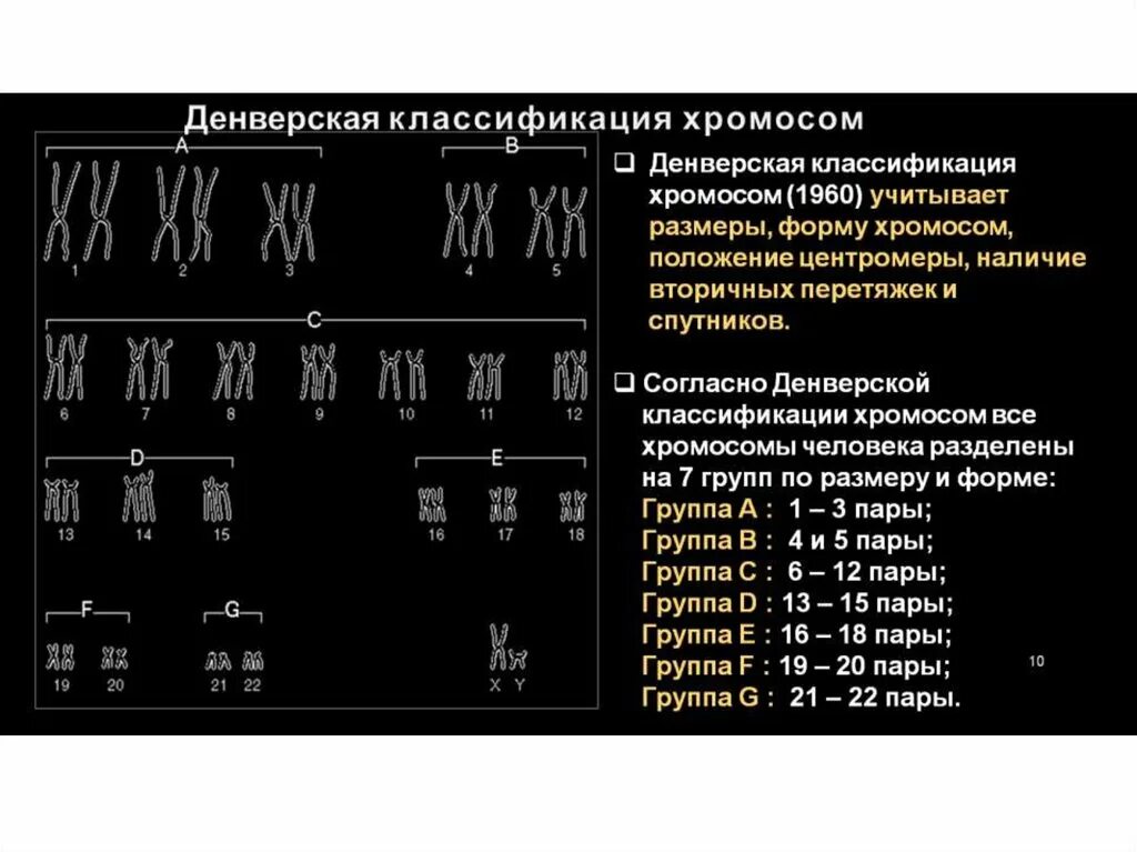 Характеристики хромосом человека. Классификация хромосом человека. Денверская классификация. Денверская классификация хромосом. Парижская классификация хромосом человека.