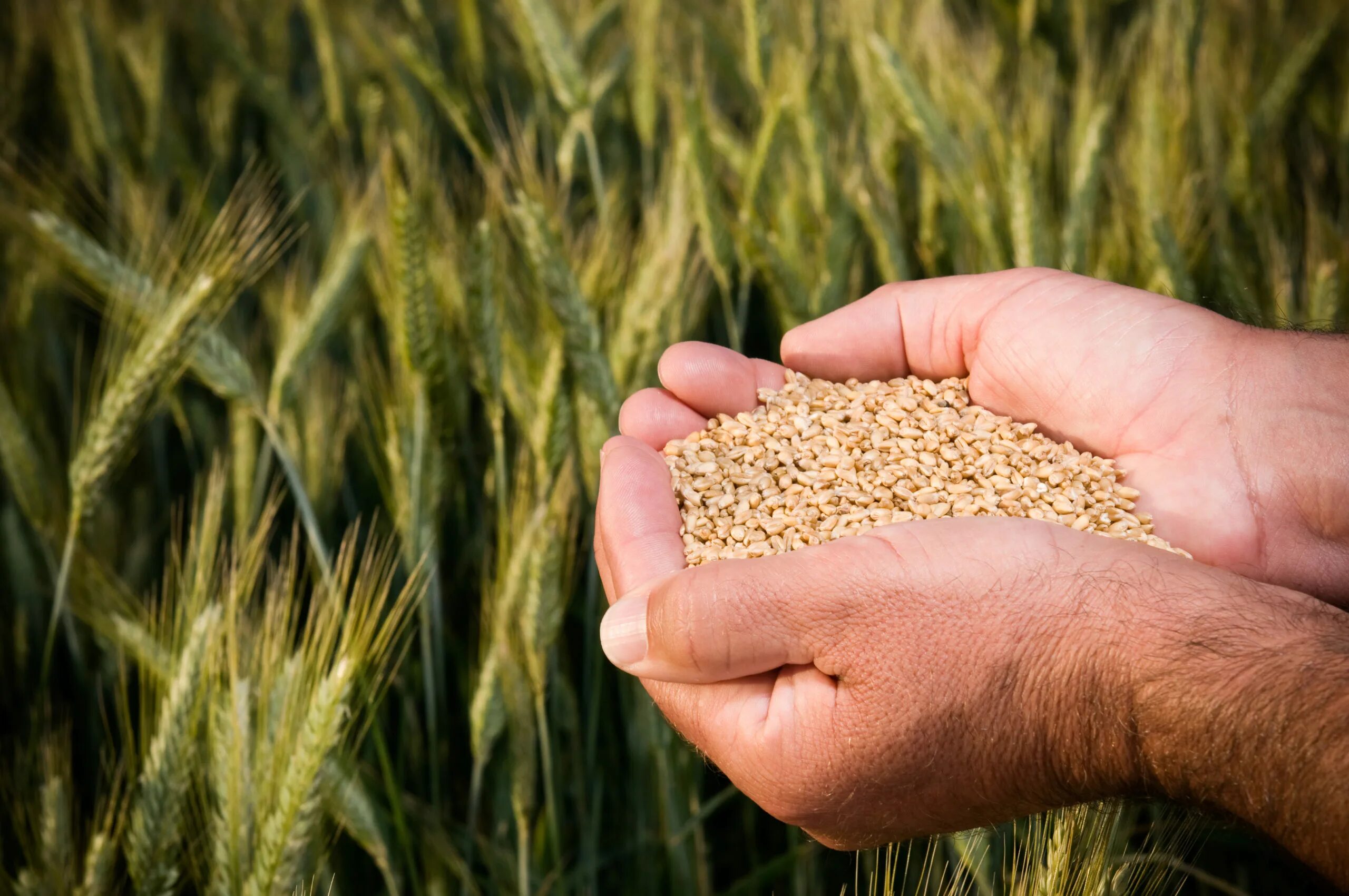 Что посеет человек то и пожнет. Урожай зерна. Зерно в руках. Жатва в Библии.