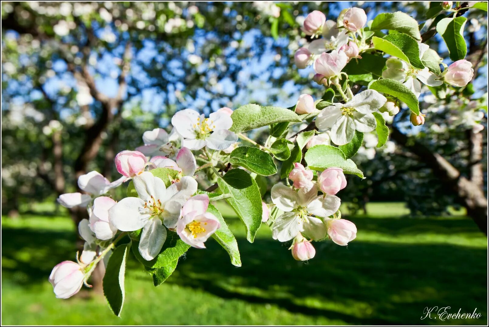 Яблони цветет что делать. Антоновская яблоня цветет. Ветка яблони - Яблоневая ветка. Яблоня Аркадик цветение. Яблоня Флорина цветение.