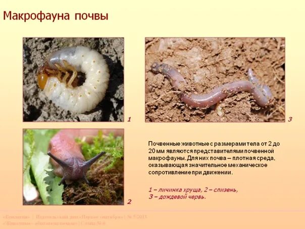 Нематоды относятся к почвенной фауне
