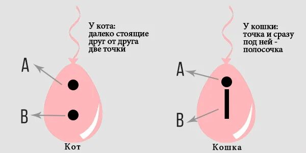 Как отличить маленьких. Как определить кот или кошка. Как определить пол котенка. Как отличить кота от кошки. Ка котлисить кота от кошки.