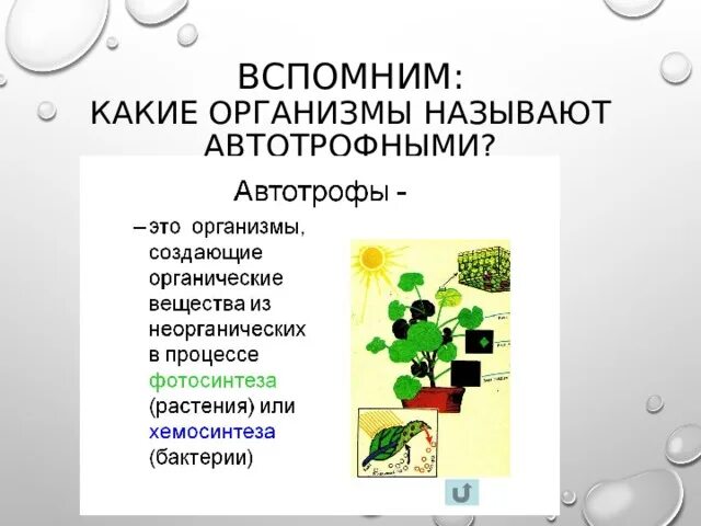 У каких организмов автотрофное питание. Какие организмы называют автотрофными. Автотрофный метаболизм. Автотрофный Тип обмена веществ. Автотрофный Тип обмена веществ фотосинтез.