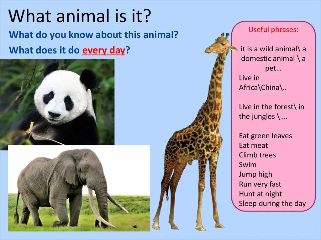 Animals translate