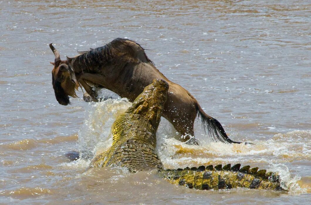Нильский крокодил ест зебру. Нильский крокодил охота. Крокодил против антилопы гну. Нильский крокодил и антилопа.