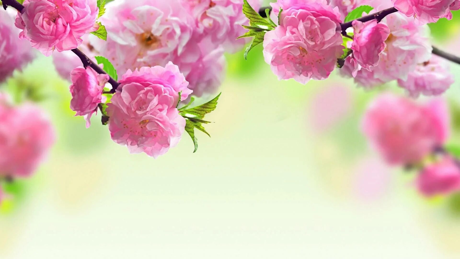 It s beautiful flower. Цветочный фон. Красивые весенние цветы. Красивый весенний фон. Картинки на рабочий стол цветы.