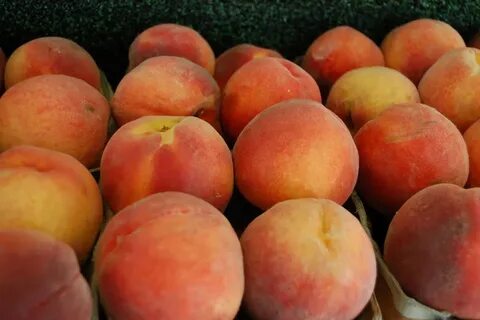 Псик клатен персику кудус