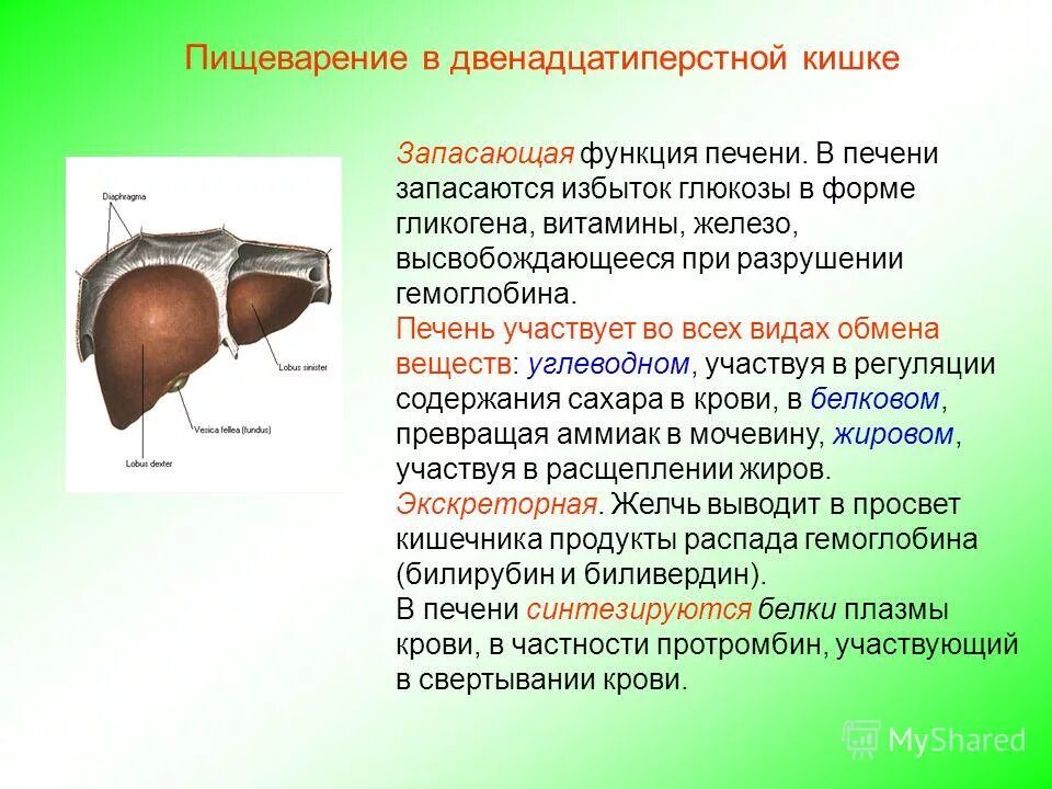 Анатомические особенности печени. Особенности строения печени. Большие пищеварительные железы анатомия. Функции поджелудочной железы секреция пищеварительных ферментов. Печень железа функции.