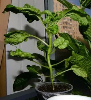 Листья баклажана скручиваются вниз что делать