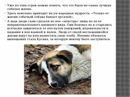 Мини сочинение на тему собаки лучшие друзья
