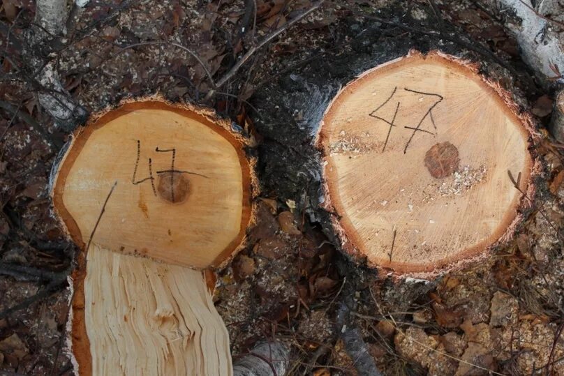 Платан дерево спил. Штраф за спиленное дерево. Вырубка деревьев пни. Дерево срублено пенек. Срубили березу какой