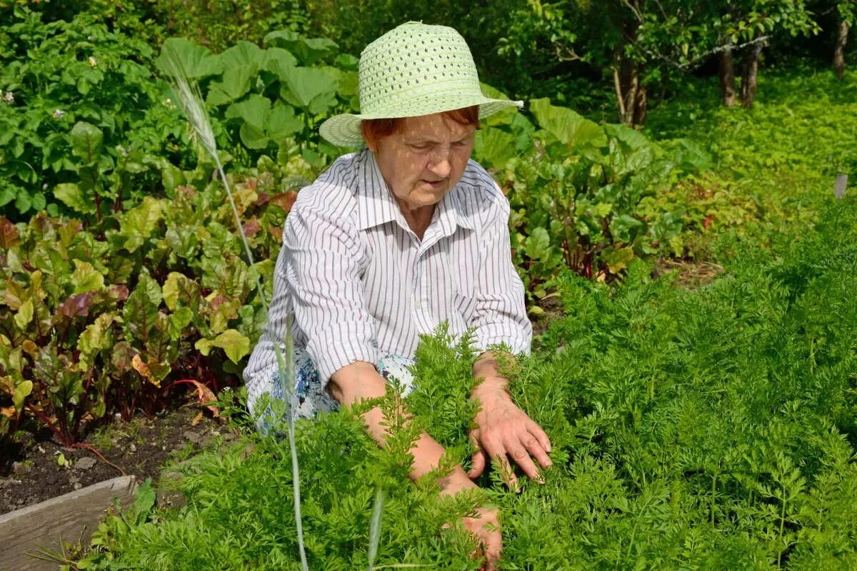 Домашнее хозяйство пенсионерки. Пенсионеры в огороде. Пенсионеры на даче. Пожилая женщина на даче грядки. Человек на грядке.