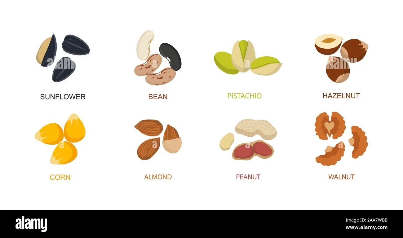 Nut set. Types of nuts. нут вектор.