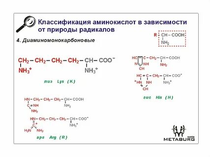 Значение радикала в аминокислотах