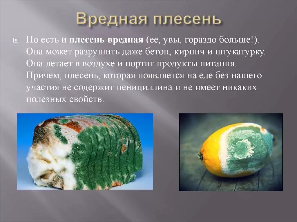 Какой вред наносят плесневые. Плесень на продуктах. Самая опасная плесень. Самый полезный вид плесени.