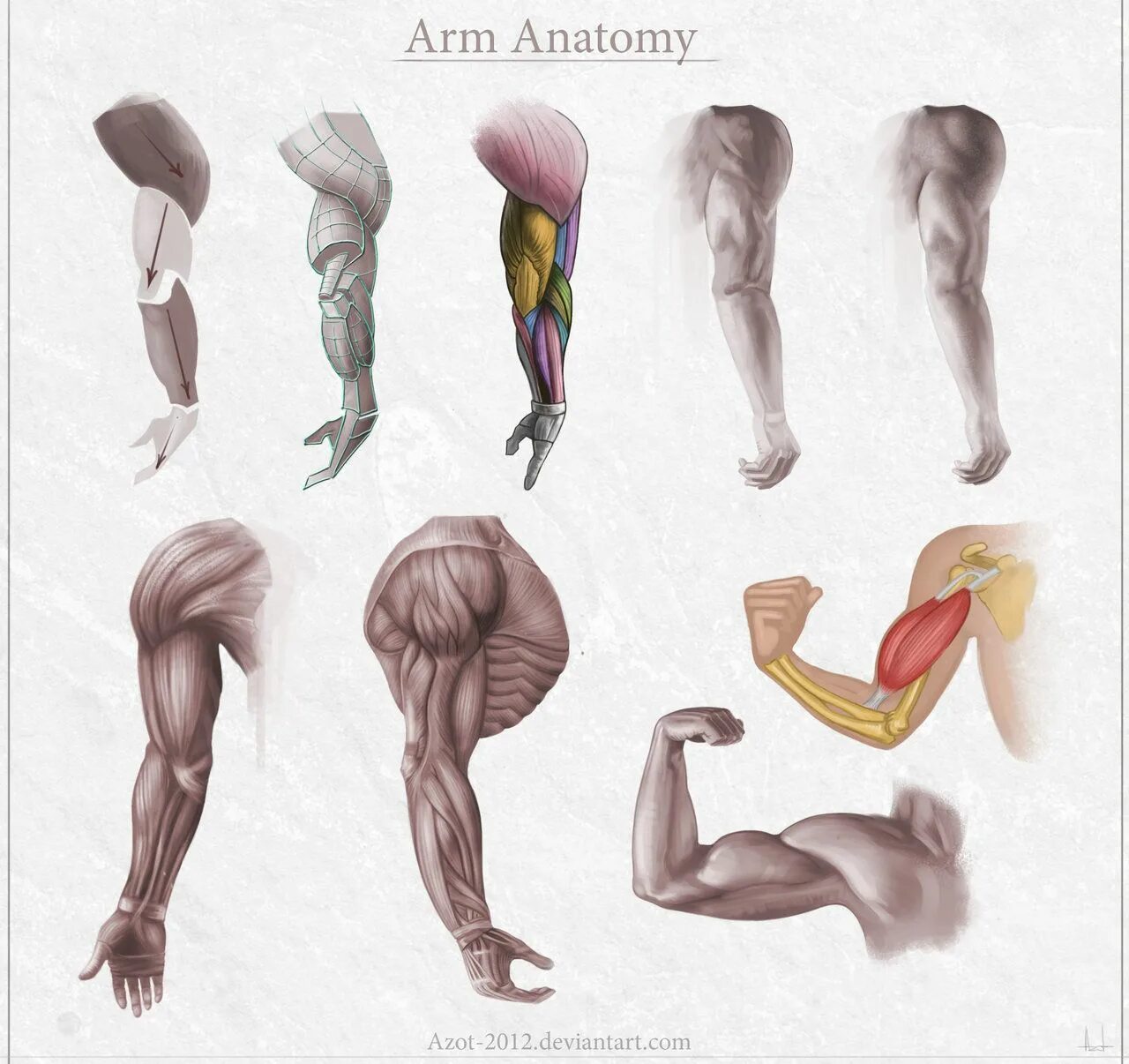 Анатомия твц. Мышцы рук для художников. Анатомия мышц для художников. Анатомия руки для художников. Анатомия человека мышцы для художников рука.