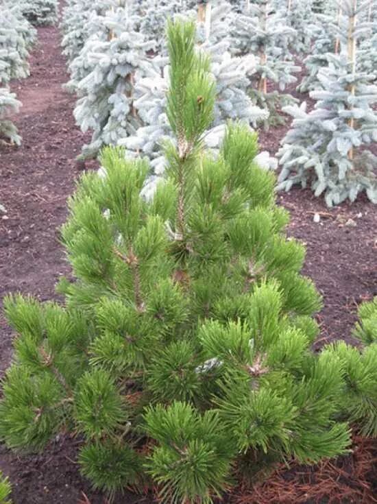 Pinus heldreichii