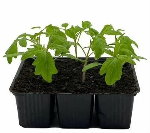 Рассада помидор в кассетах. Помидоры в кассетах. Кассеты для рассады. Помидоры в кассетах. Пикировка цинии.