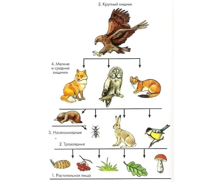 Схема цепи питания животных. Схемы пищевых цепей примеры. Цепь питания хищников примеры. Цепь питания хищных животных. Цепи питания растительноядные