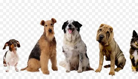 Is five dogs