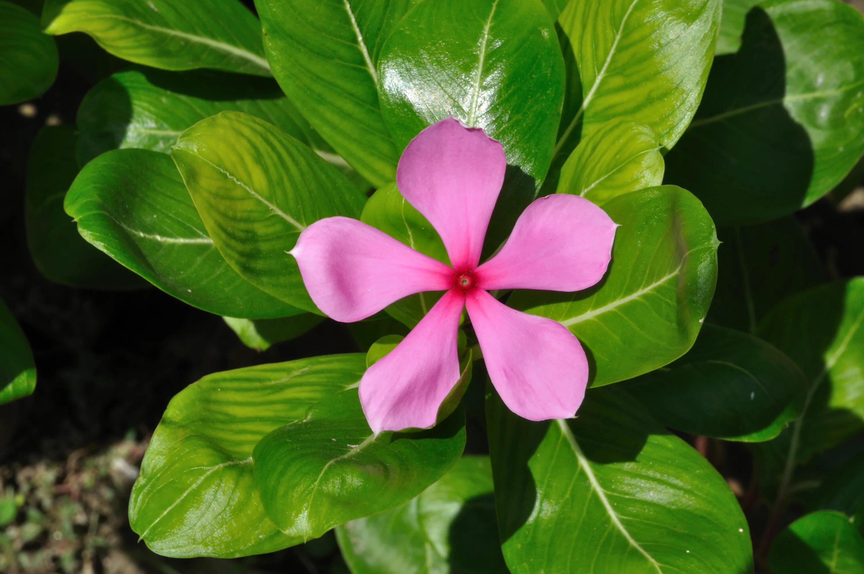 Барвинок розовый. Catharanthus. Катарантус розеус. Катарантус розовый. Барвинок катарантус.