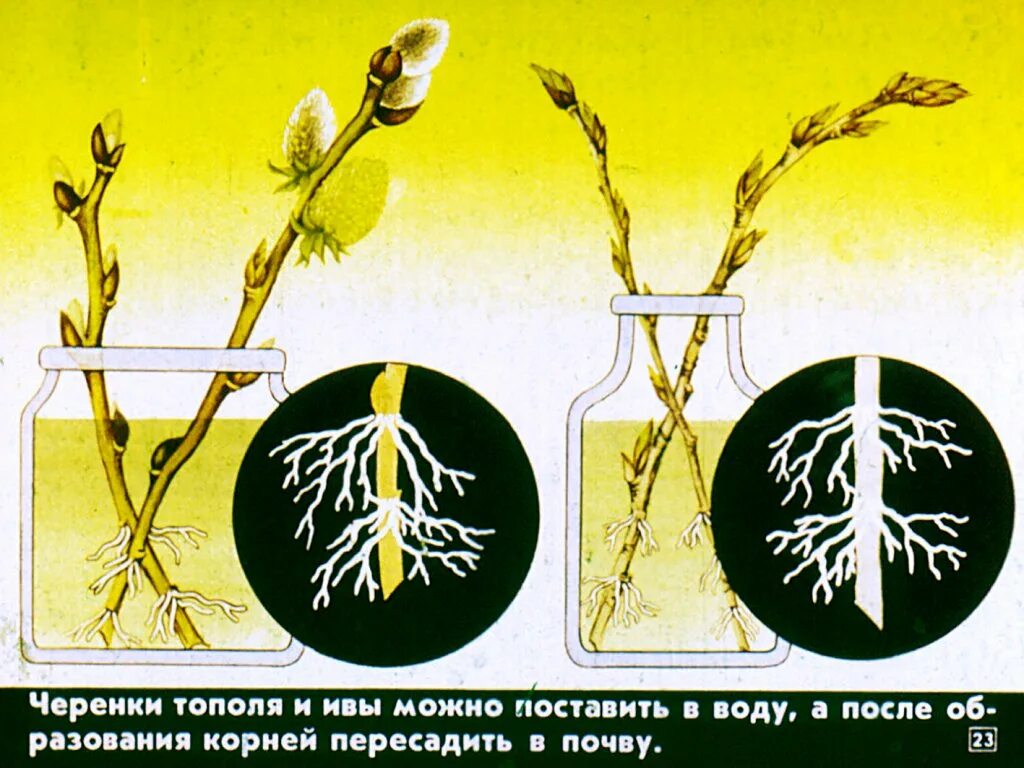 Размножение происходит в воде. Вегетативное размножение. черенкование тополя. размножение тополя черенками. вегетативное размножение тополя.