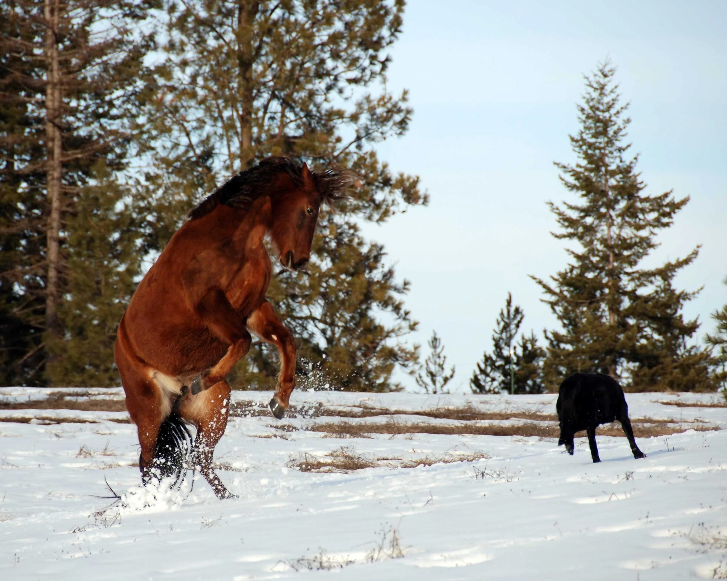 Лошади времен года. Лошади зимой. Фотосессия с лошадью зимой. Дикие лошади в природе. Мустанг конь зимой.