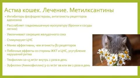 Астма у кошек